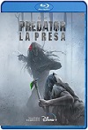 Depredador: La presa (2022) HD 720p