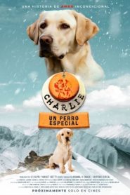 Charlie: Un perro especial 2022 HD 720p Latino