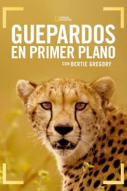 Guepardos en primer plano con Bertie Gregory 2026 HD 1080p Castellano